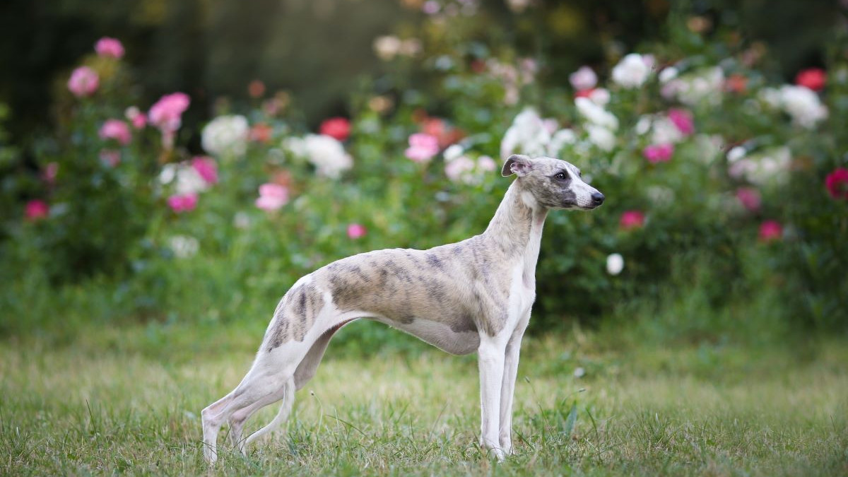 Whippet : le sprinteur gracieux, tout sur son caractère