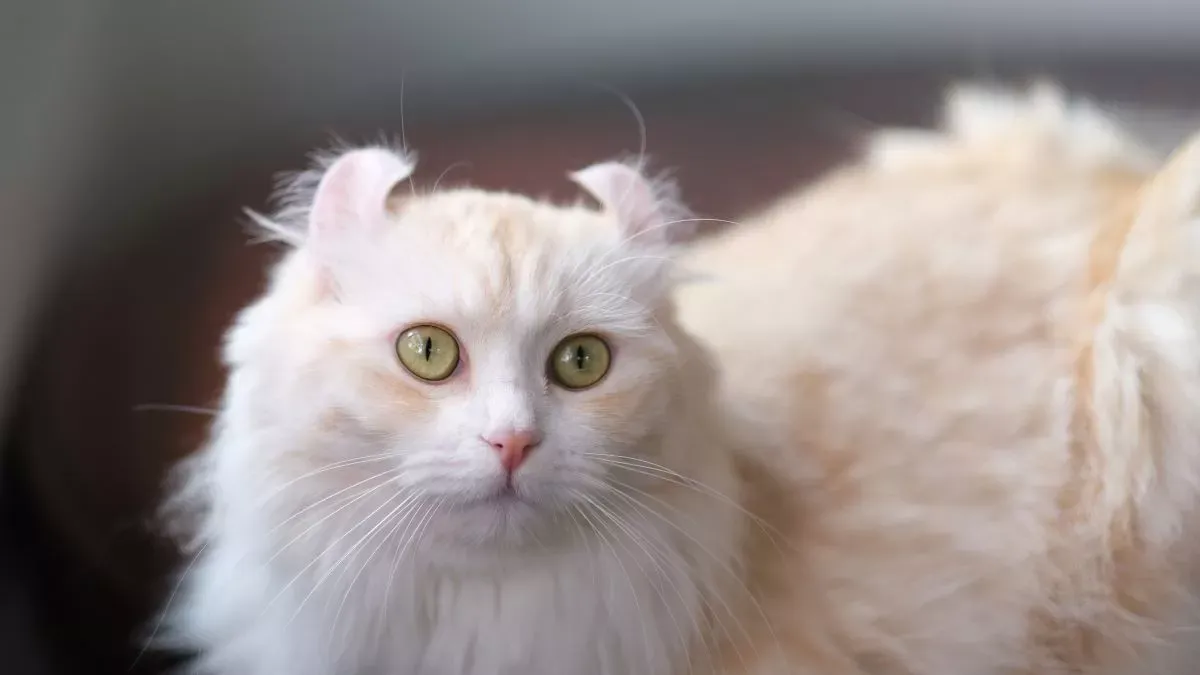 American Curl : tout sur ce chat aux oreilles recourbées