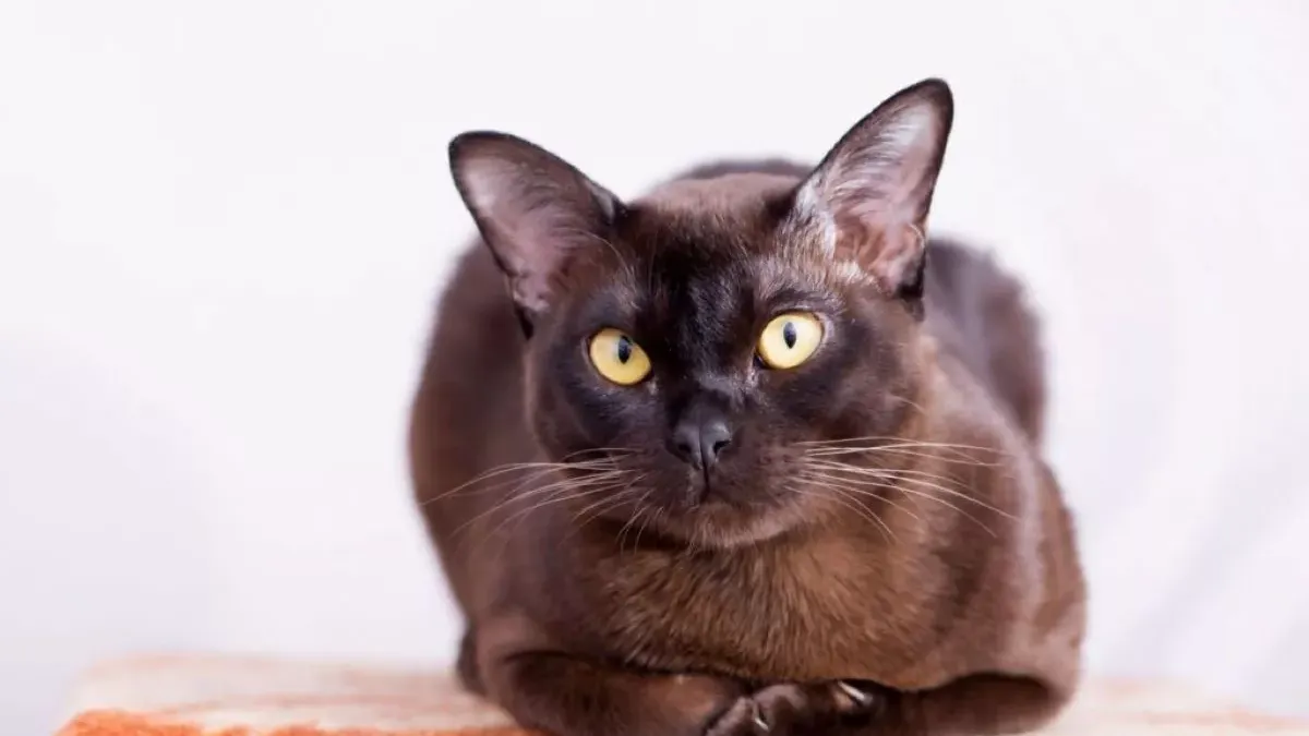 Burmese : histoire et traits distinctifs de ce chat