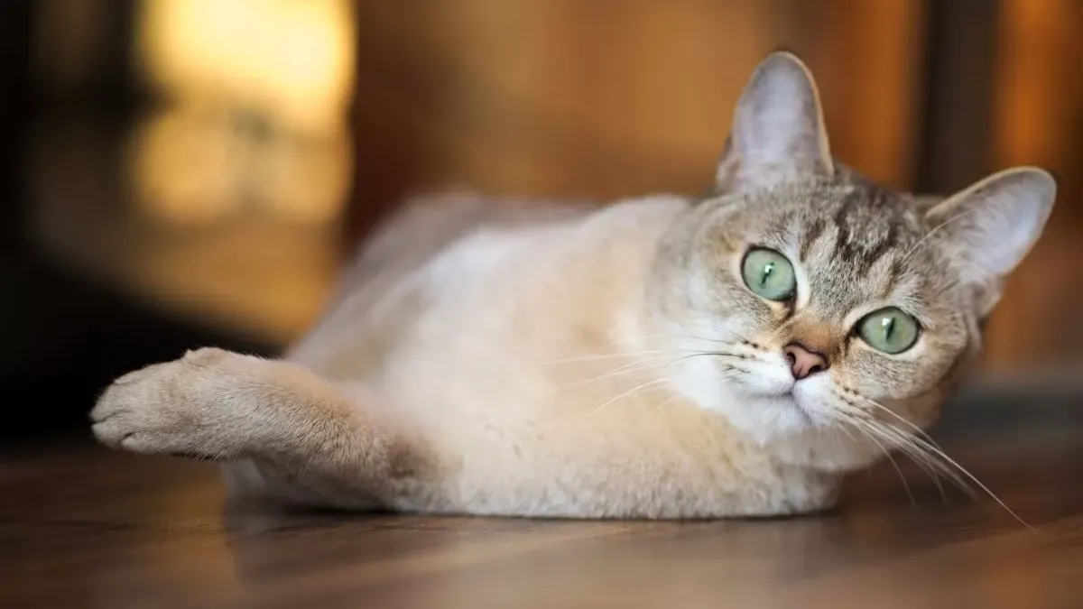 Burmilla : élégance et charme de ce chat argenté