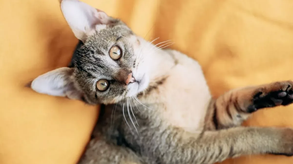 Chausie : le chat hybride, conseils et informations