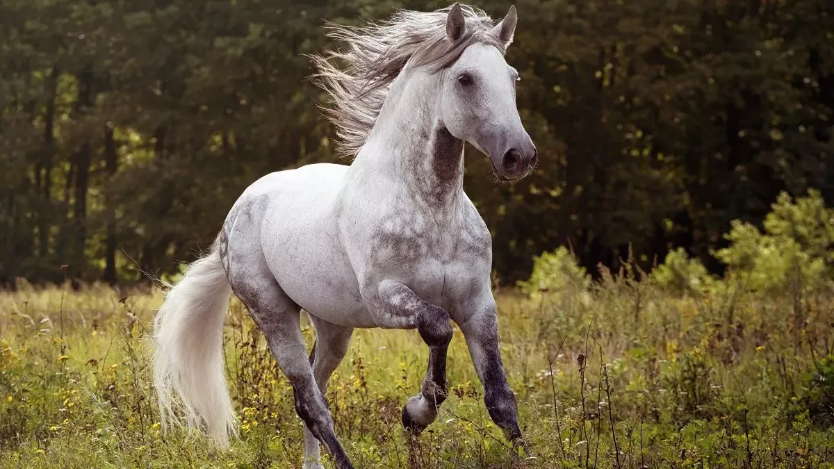 Cheval Andalou : tout ce qu’il faut savoir sur cette race !