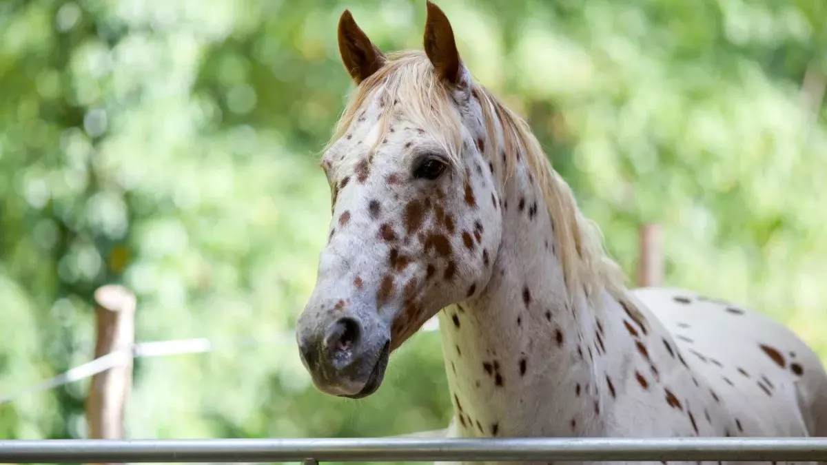 Cheval appaloosa : histoire et entretien de cette race unique