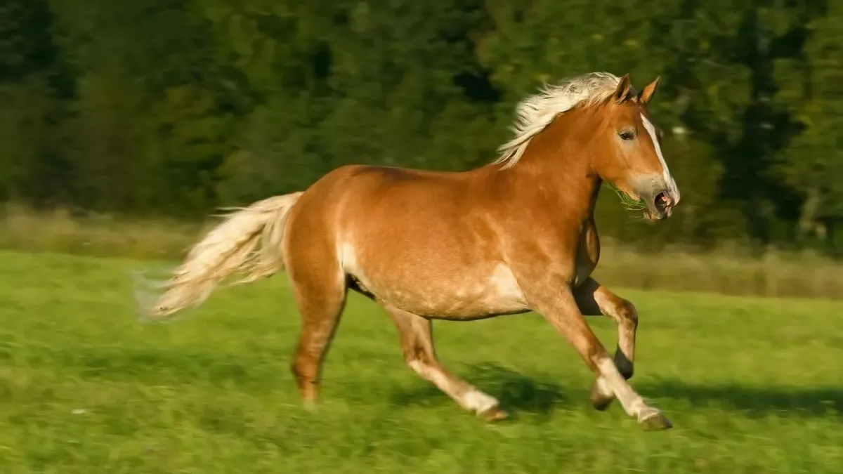 Cheval aztèque : caractéristiques et entretien