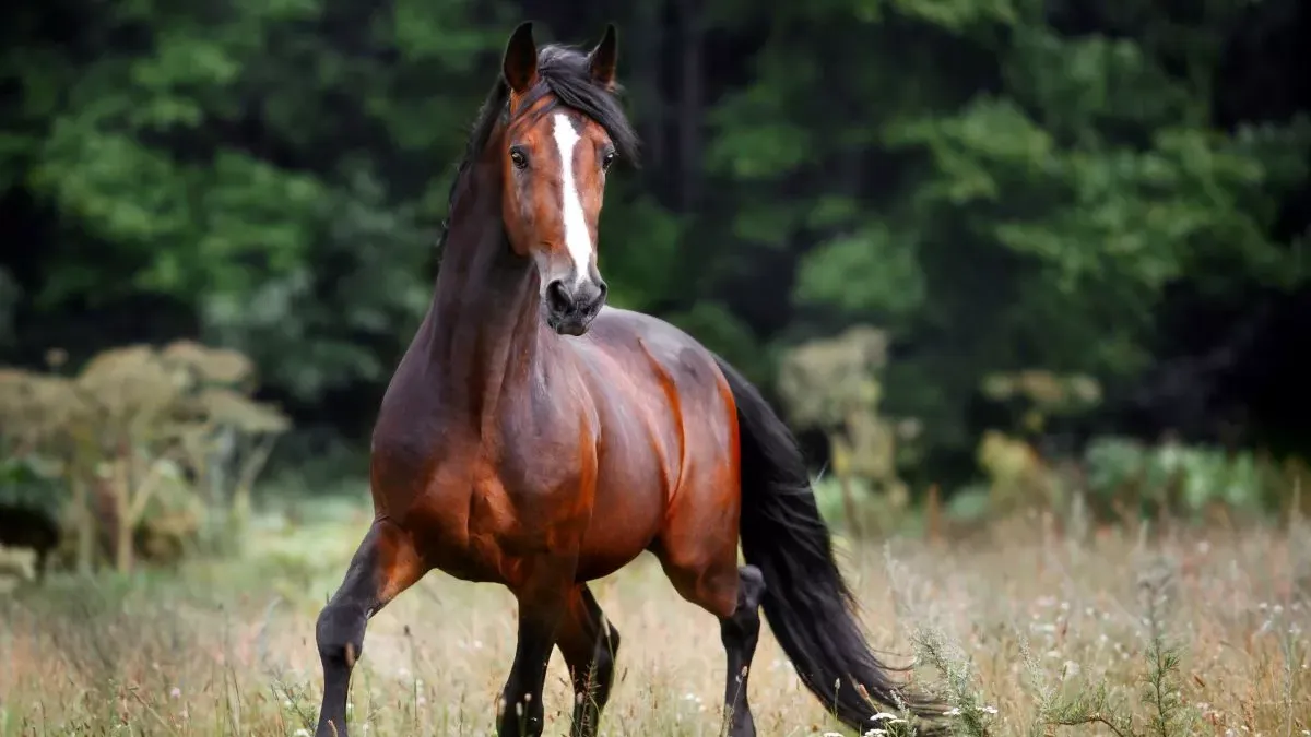 Cheval Bai : particularités et entretien de cette robe