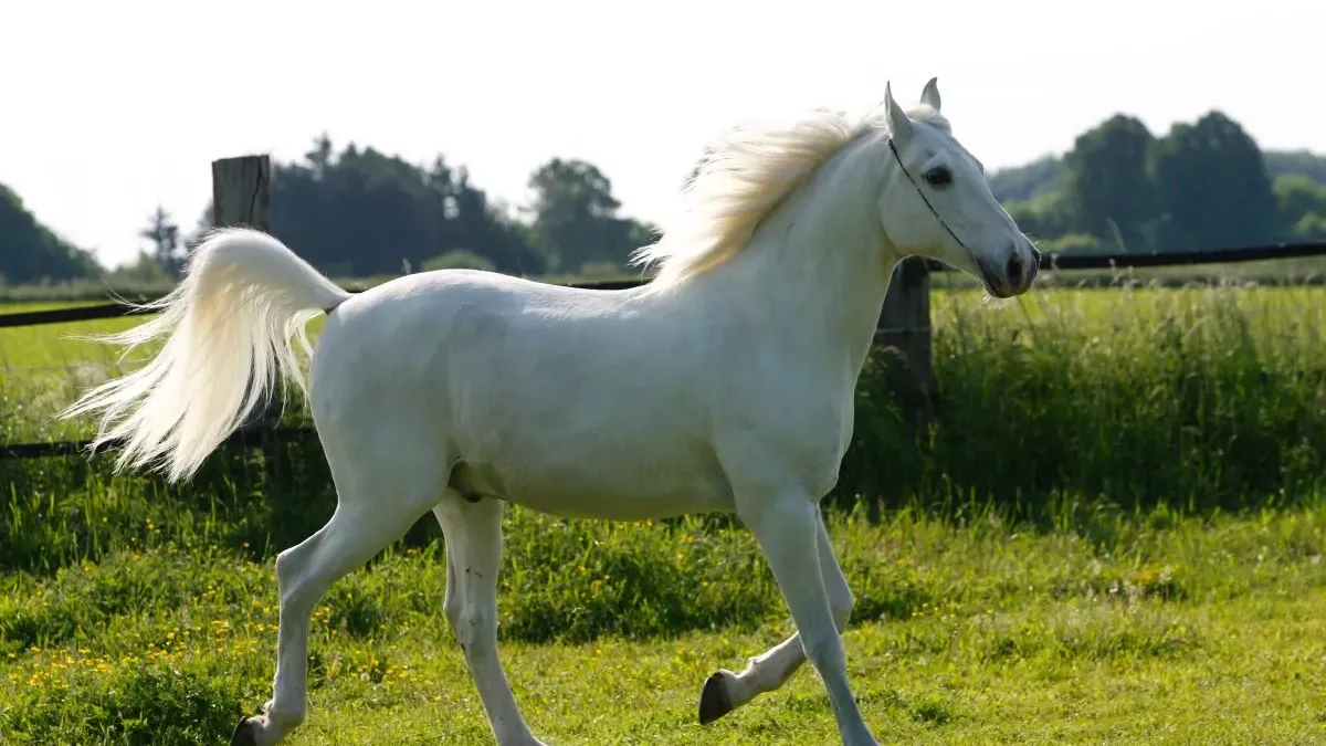 Cheval boulonnais : origines, caractéristiques, soins