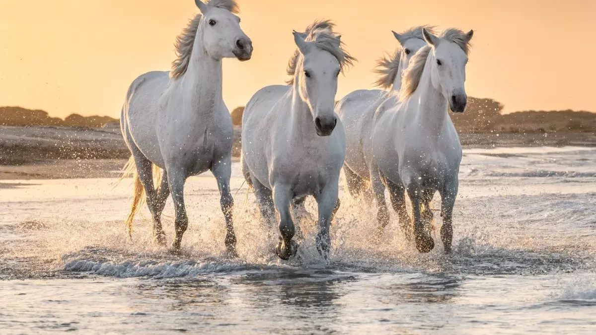 Cheval Camargue : tout savoir sur cette race sauvage
