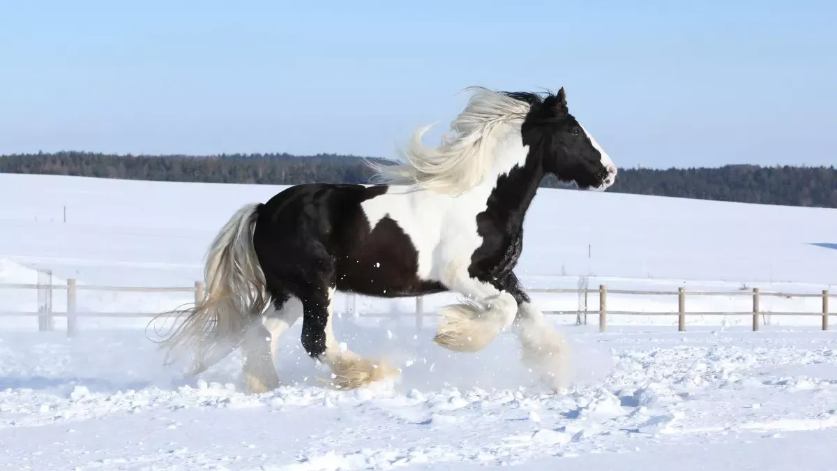 Cheval cob : caractéristiques et soins pour cette race
