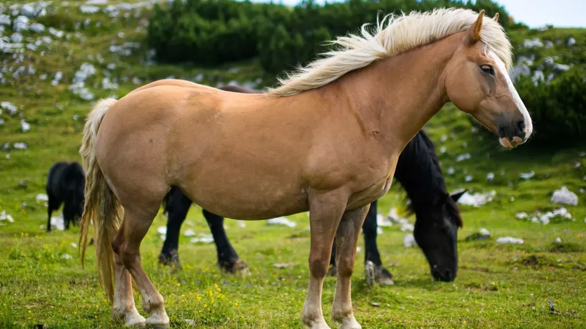 Cheval comtois : tout savoir sur ce cheval