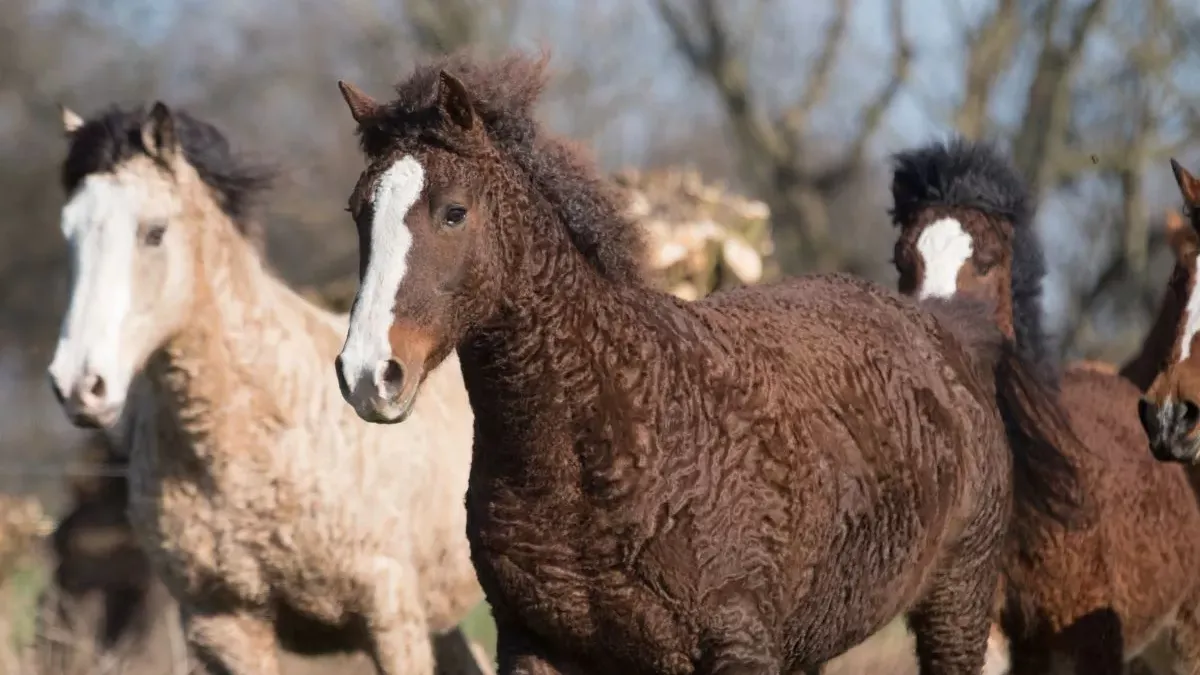 Cheval curly : caractéristiques et soins de cette race originale