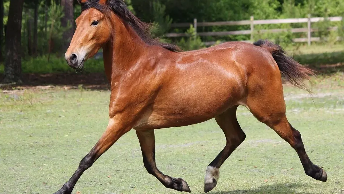 Cheval hackney : origines, caractéristiques, soins