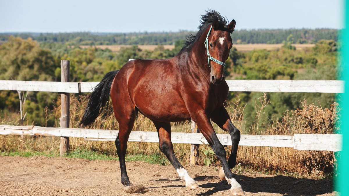 Martingale pour cheval anneaux debout BR Equitation Hinckly