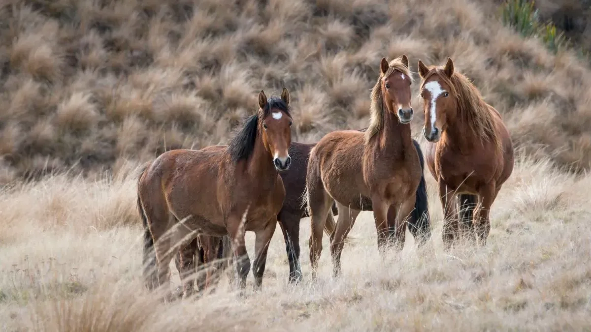Cheval hongre : définition et caractéristiques