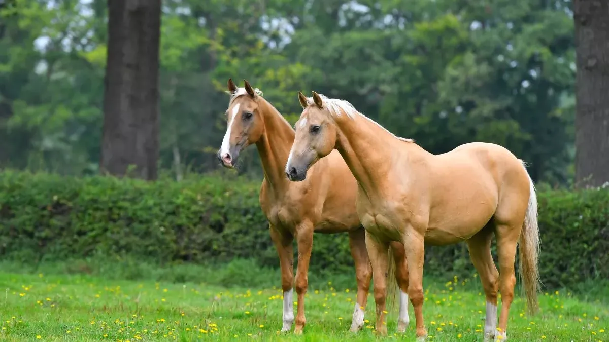 Cheval palomino : entretien et caractéristiques de cette robe
