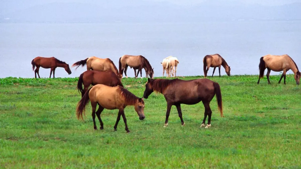 Cheval paso fino : un cheval élégant à l’allure unique, origines et entretien