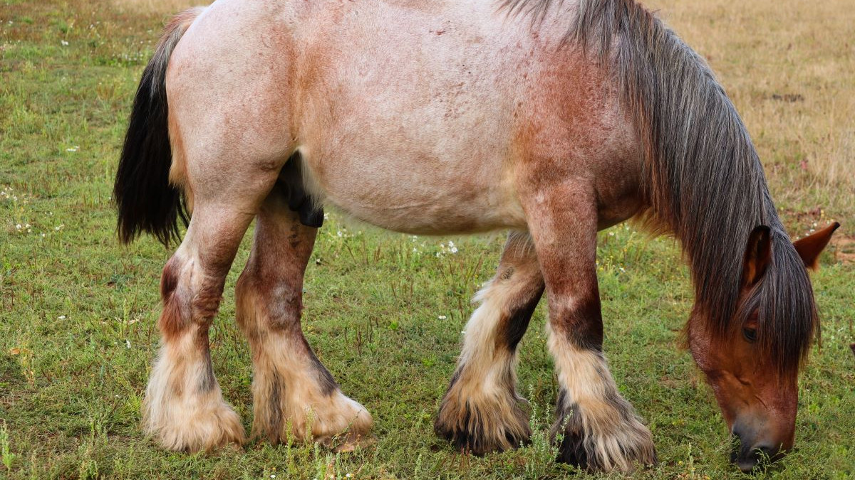 Cheval Rouan Cheval rouan : tout sur cette robe unique