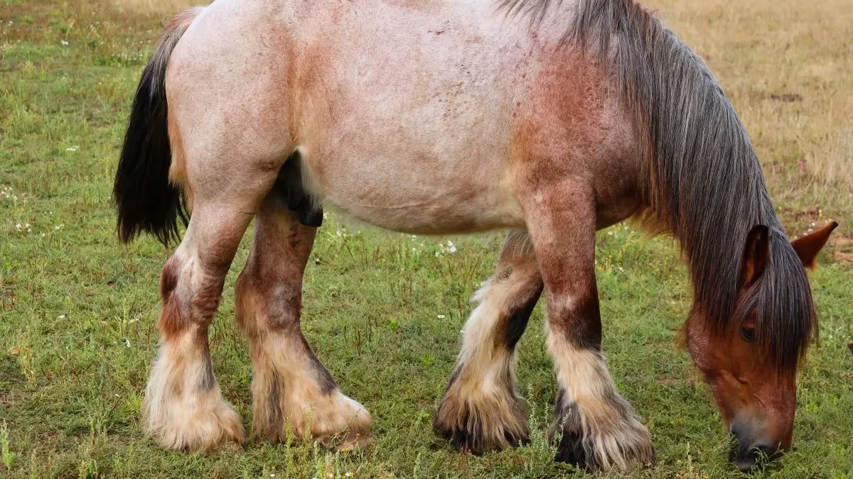 Cheval rouan : tout sur cette robe unique