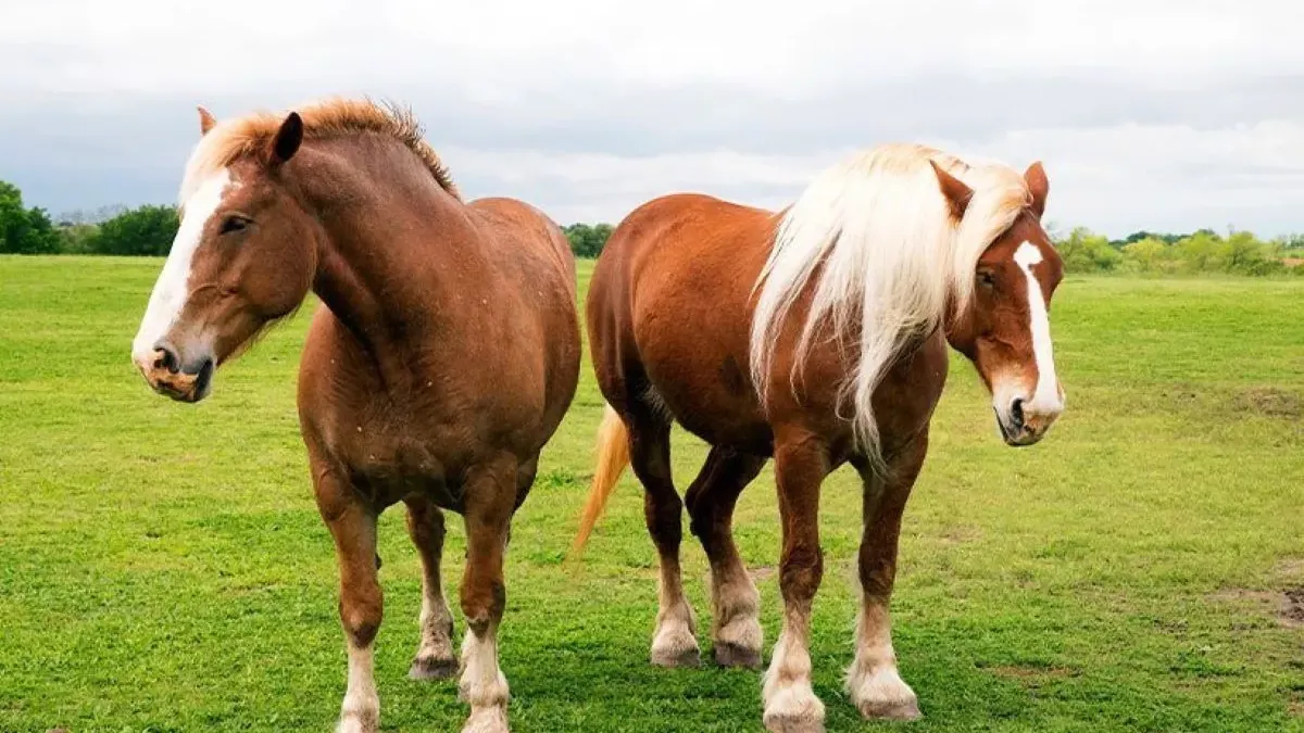 Cheval de trait : tout savoir sur cette puissante race !