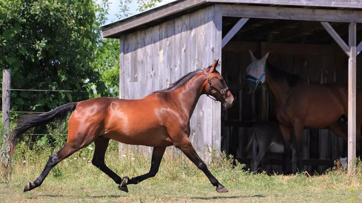 Cheval trotteur : tout savoir sur ses origines et son entretien