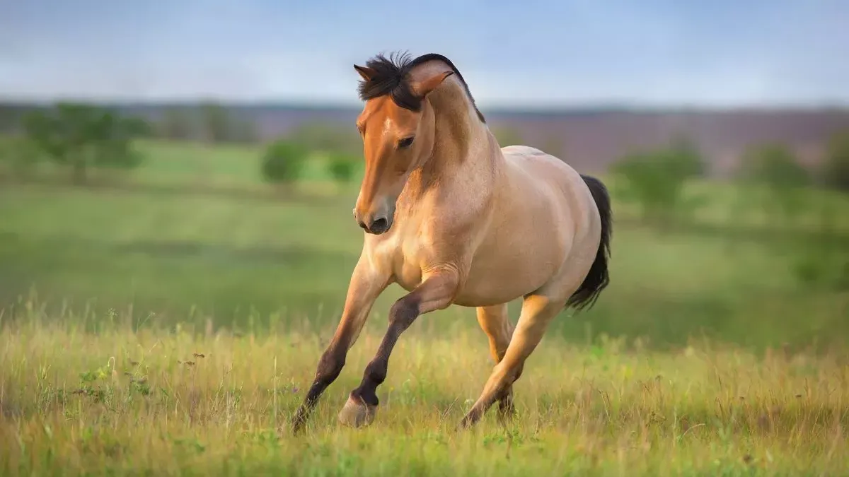 Chevaux isabelle : tout savoir sur cette robe