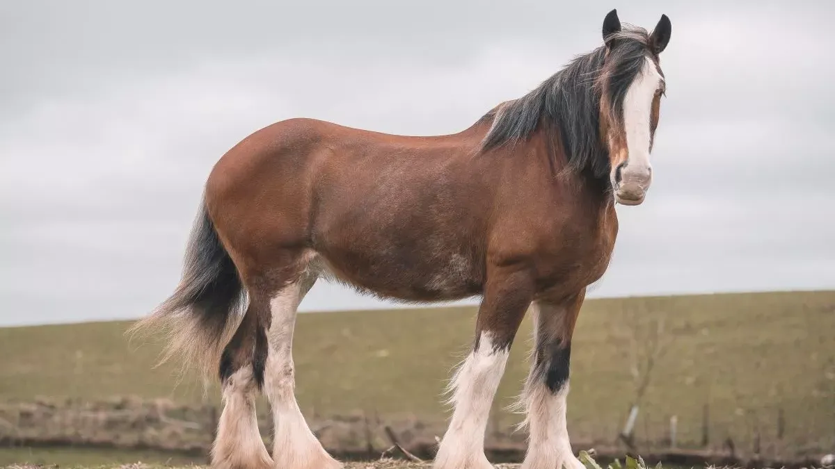Clydesdale : guide complet sur le cheval de trait écossais