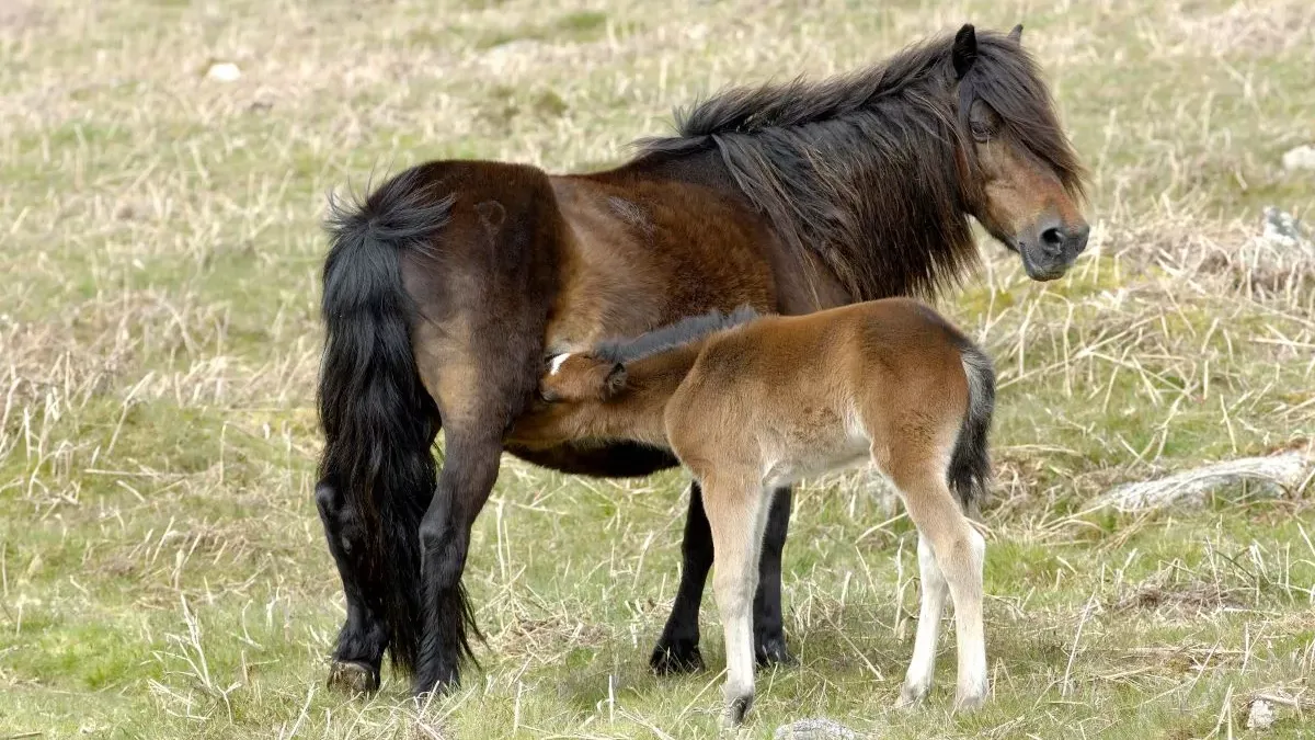 Dartmoor : guide complet sur ce poney rustique