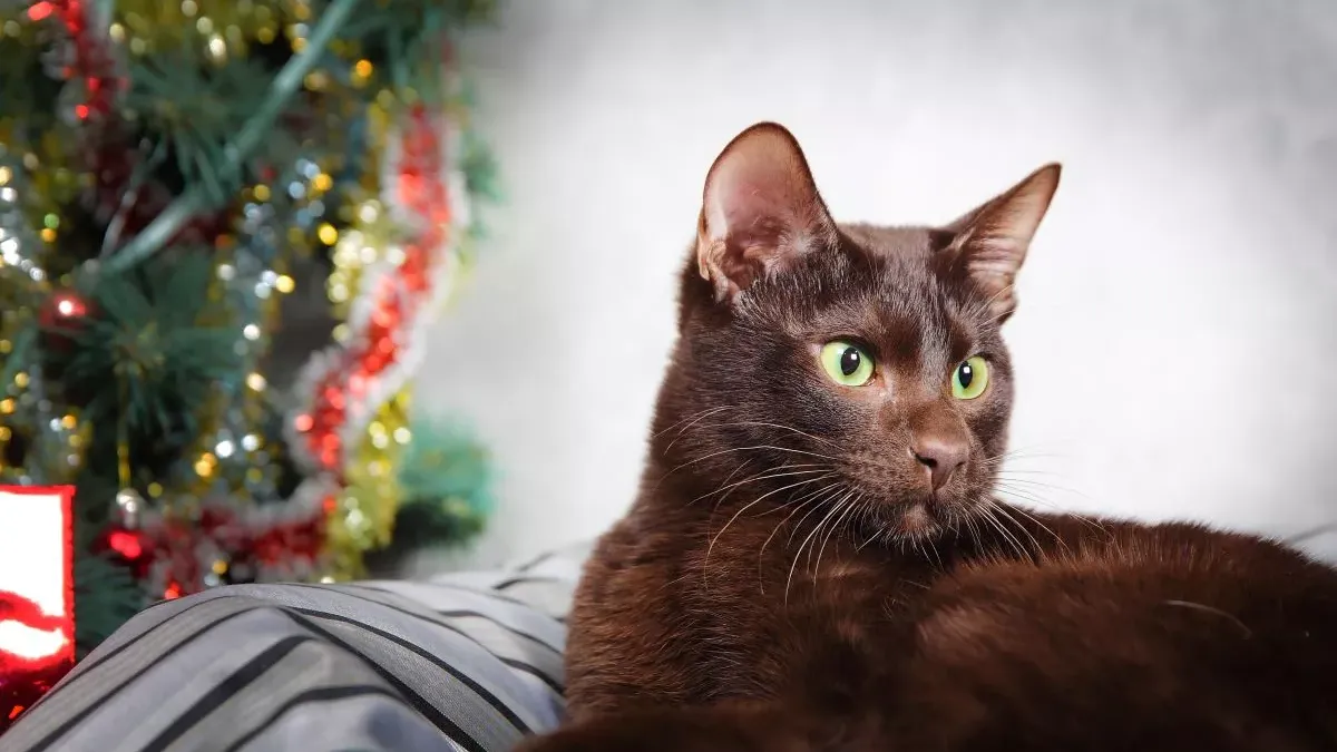 Havana Brown : rareté et charme de ce chat au pelage chocolat