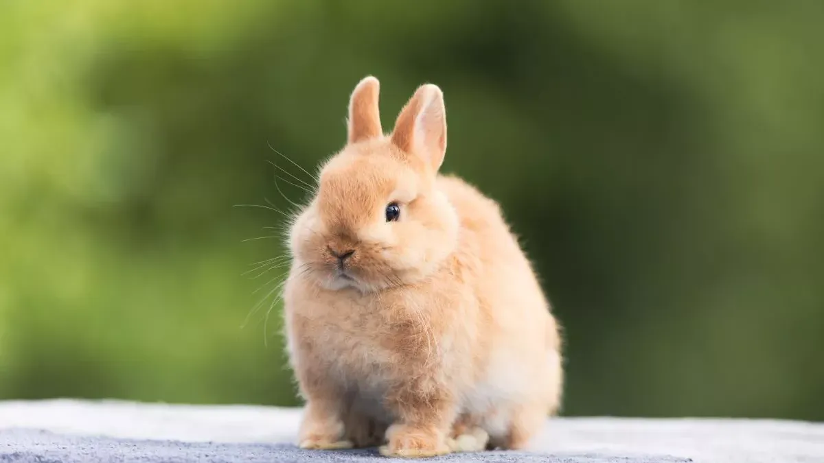 Lapin nain : tout savoir sur ses caractéristiques et son entretien