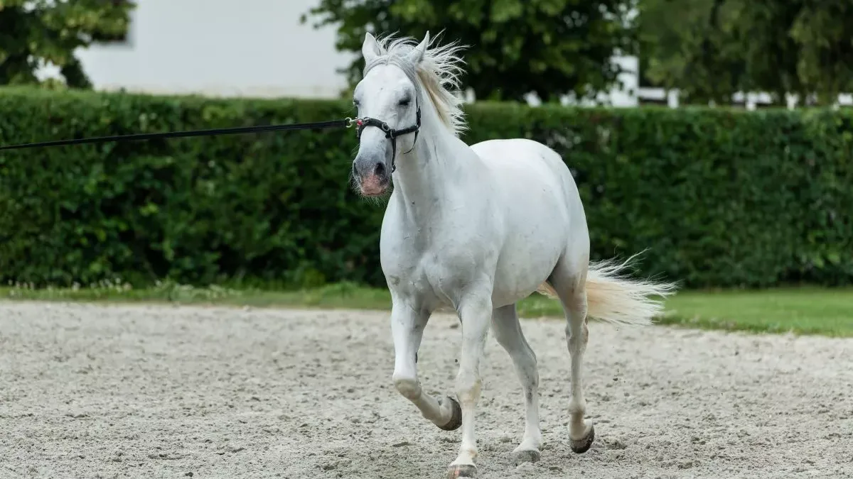 Lipizzan : tout savoir sur cette race emblématique