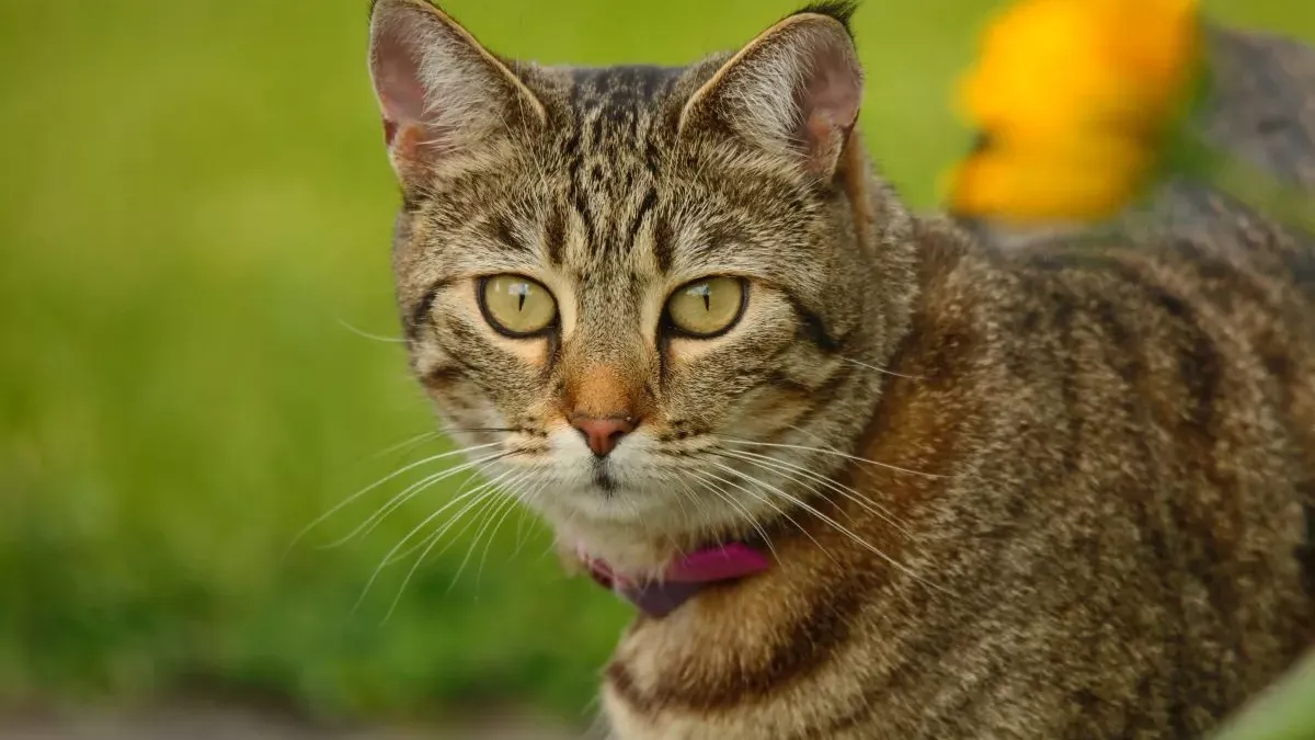 Pixie Bob : le chat à l'apparence sauvage, mais au cœur tendre