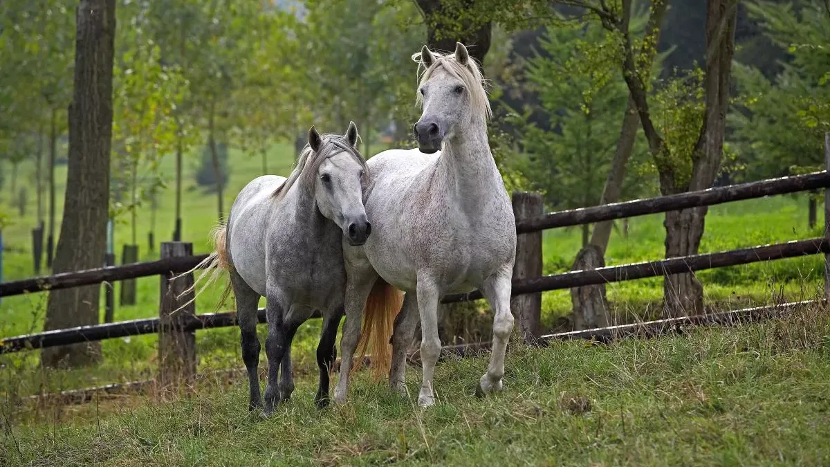 Connemara : le poney irlandais qui a tout pour plaire