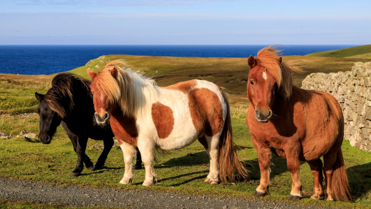 Poney Shetland entretien et caractéristiques de ce poney — free download