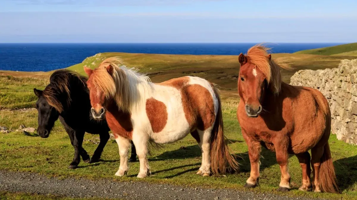 Poney Shetland : entretien et caractéristiques de ce poney