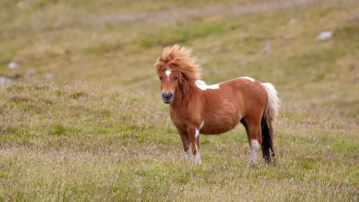 Les races de poneys les plus adorées et adaptées !