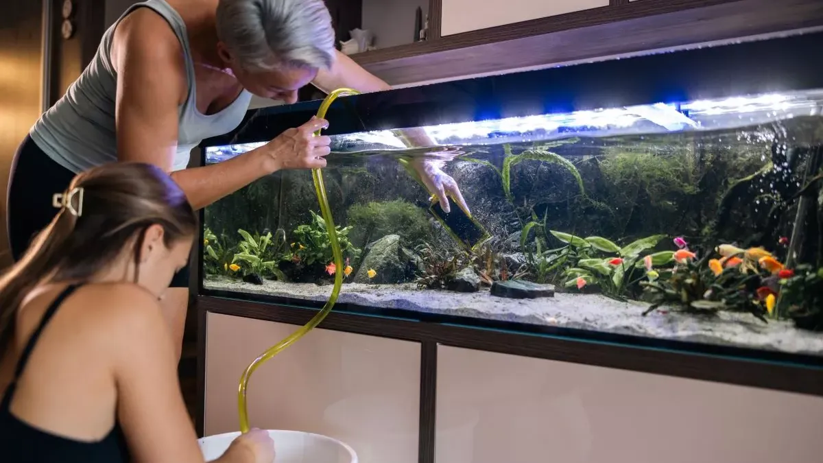 Comment aménager un aquarium : le guide complet !
