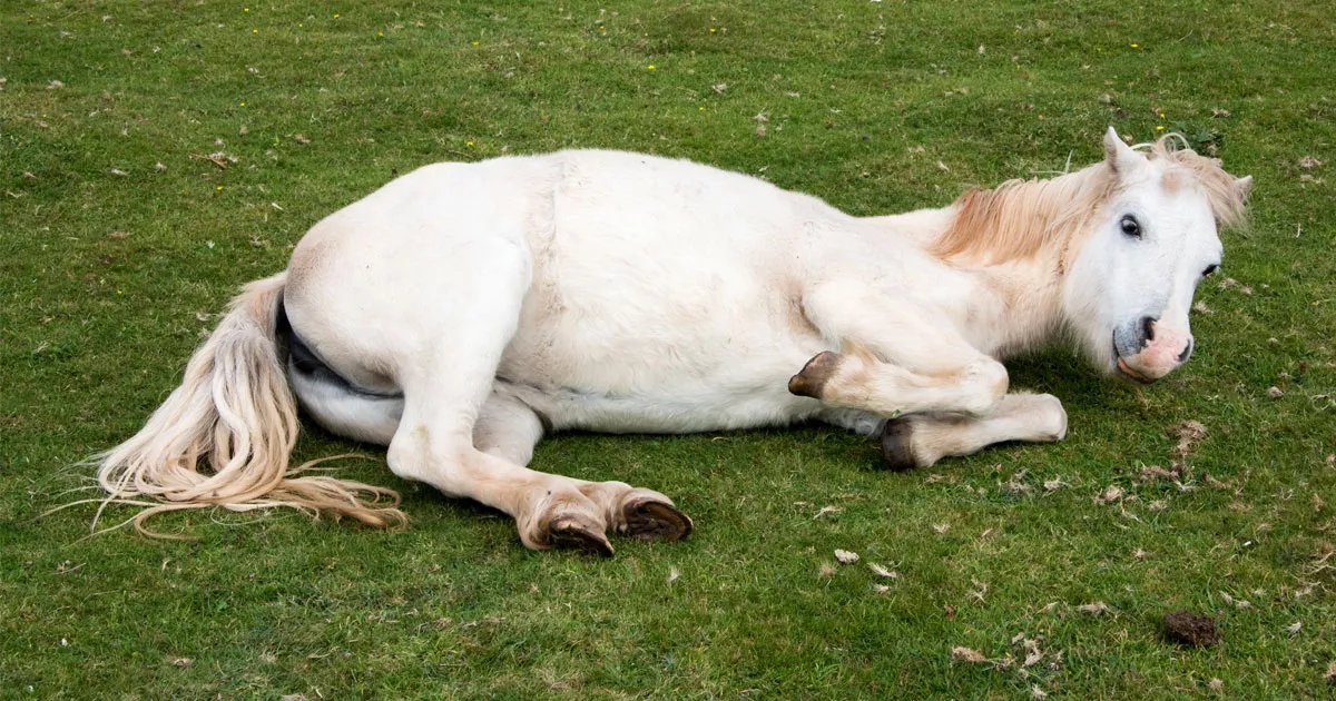 Tout savoir sur la colique du cheval : causes, symptômes et traitements