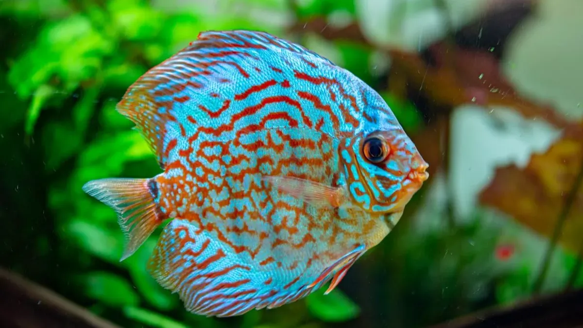Discus : guide complet sur l'entretien et les soins