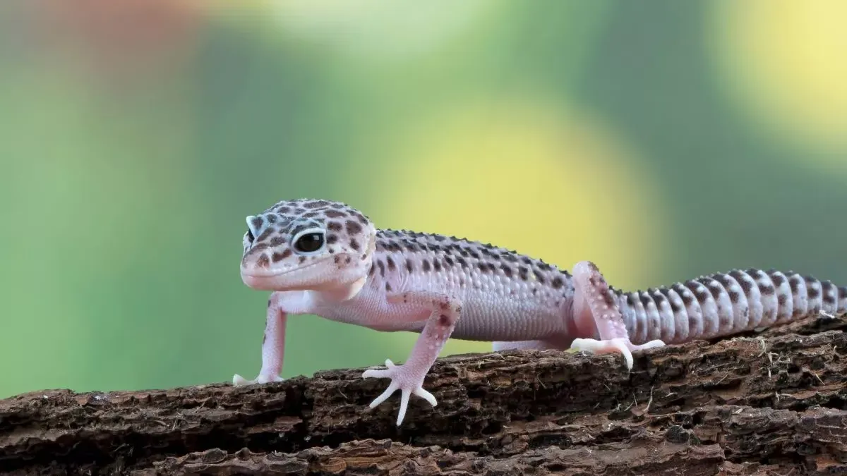 Gecko léopard : guide d'entretien et de soins