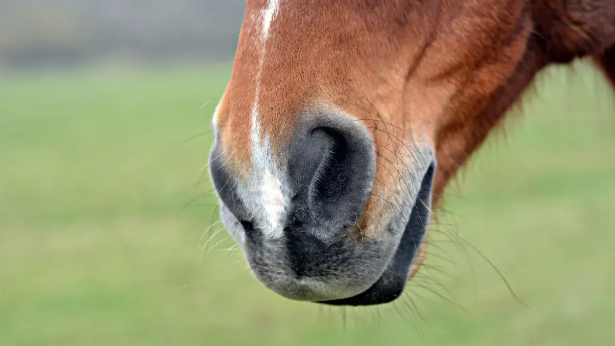 Gourme chez le cheval : causes, prévention et traitement !