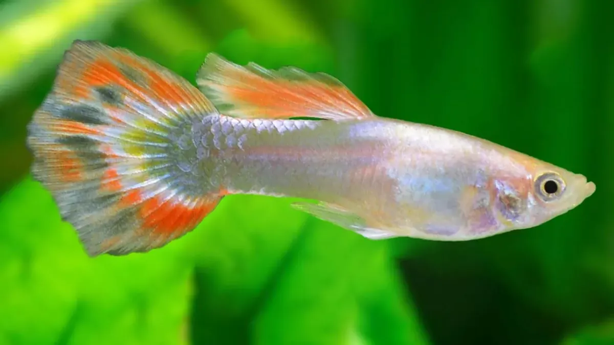 Guppy : soins essentiels et entretien de ce poisson populaire !