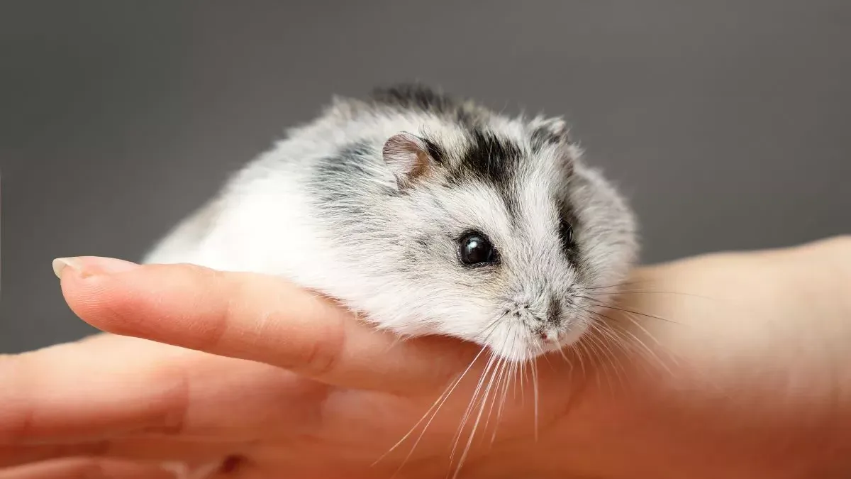 Hamster russe : tout sur ses besoins et son entretien