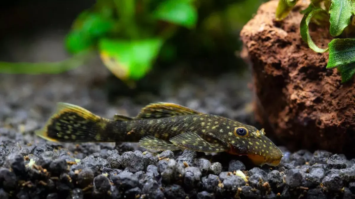 Pleco : entretien et soins pour ce poisson nettoyeur !