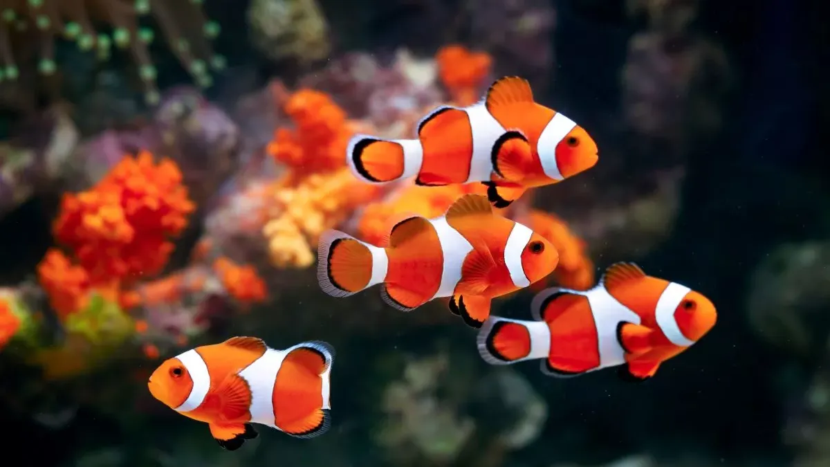 Poisson clown : entretien et caractéristiques essentielles