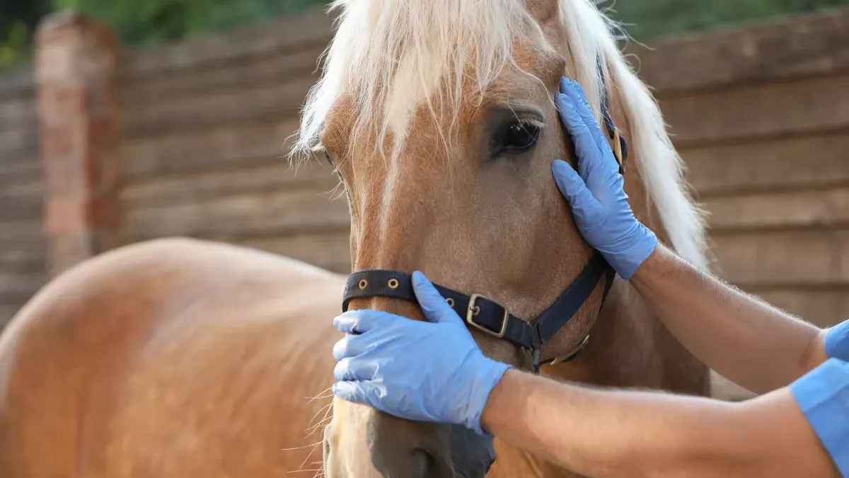 Rhinopneumonie équine : un danger méconnu pour les chevaux