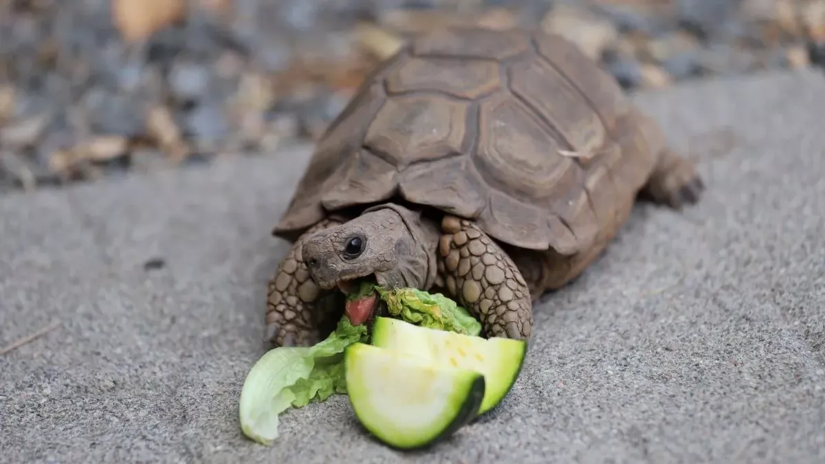 Tortue de terre : soins, entretien et caractéristiques