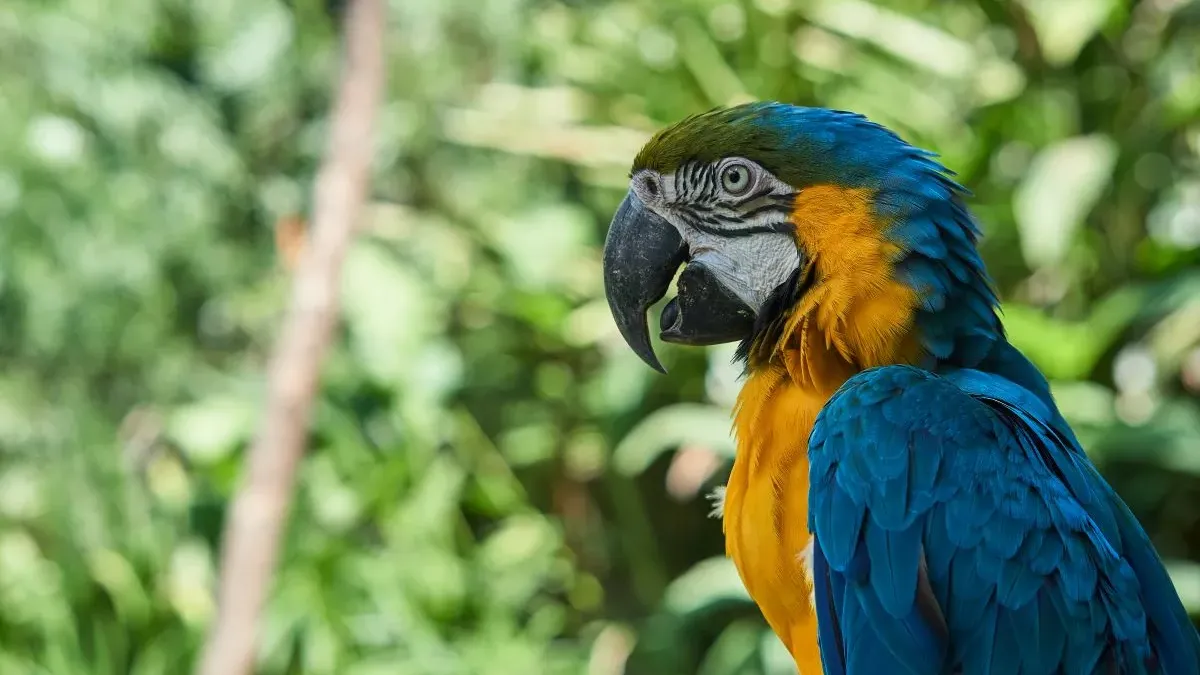 Ara bleu et jaune : tout savoir sur ce perroquet coloré et intelligent