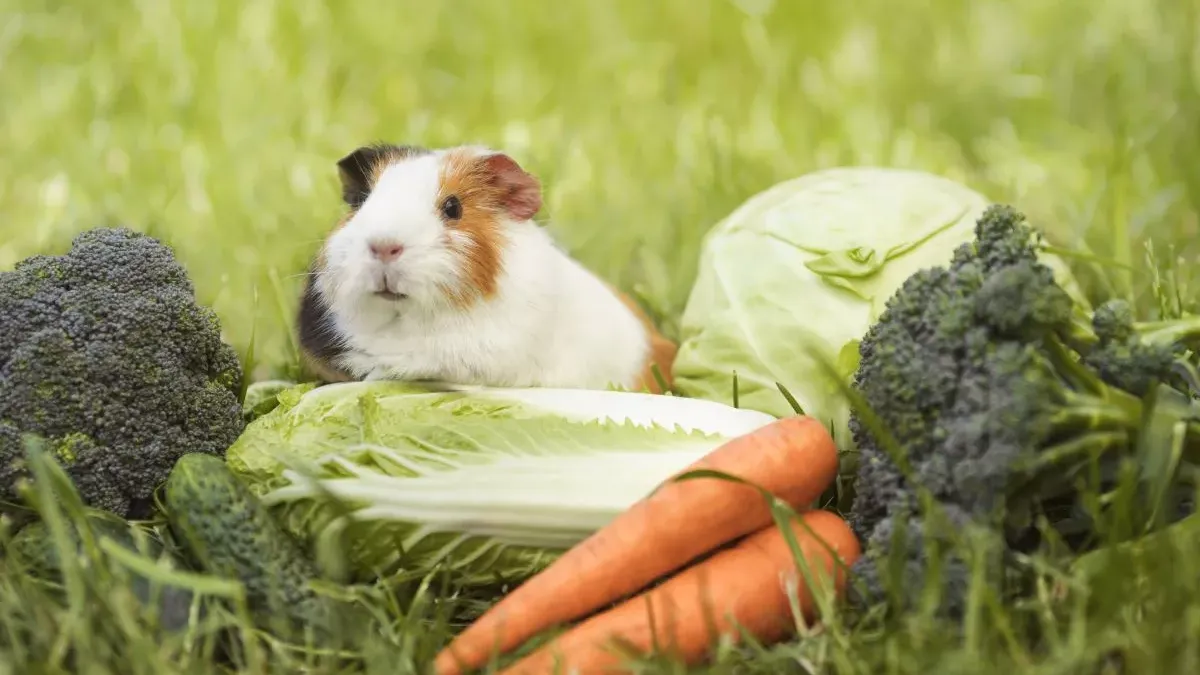 Comment bien nourrir votre cochon d'inde ?