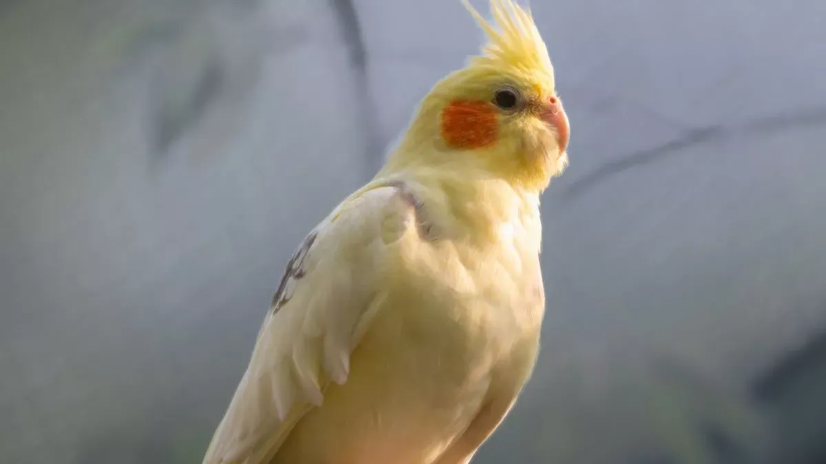 Calopsitte élégante : alimentation, éducation et bien-être de cet oiseau