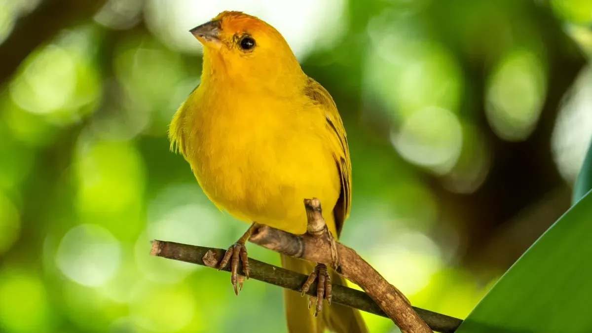 Canari : caractéristiques, soins et conseils