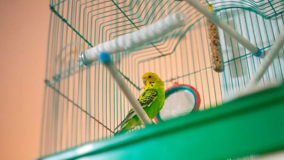 Choisir la cage idéale pour vos oiseaux : conseils et astuces
